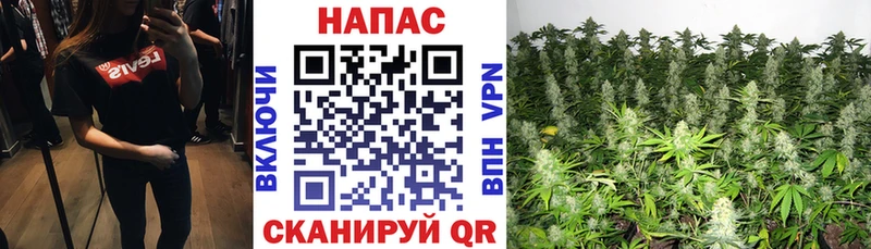 Каннабис планчик как найти наркотики Урень